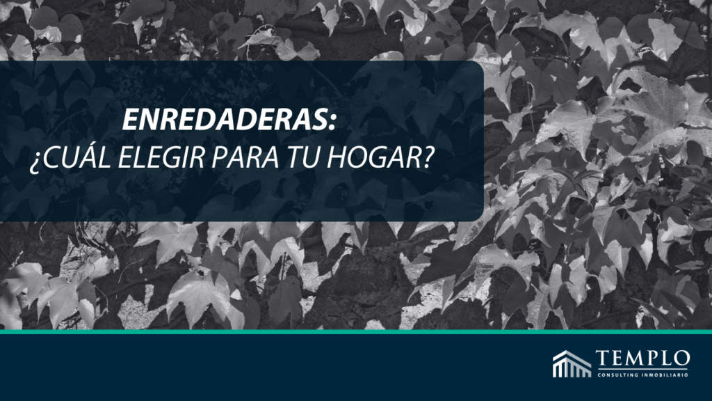 Imagen de enredaderas decorativas para el hogar.