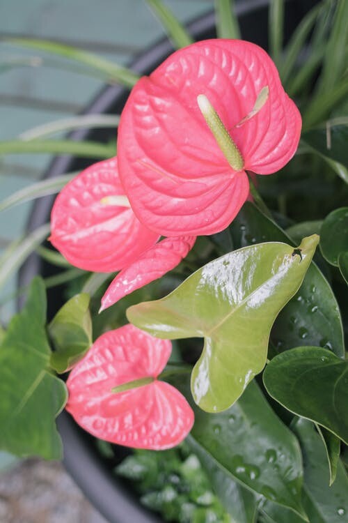 Plantas para la oficina 
