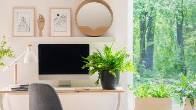 Plantas para oficina Helecho