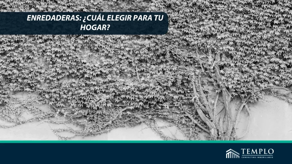 "Un remanso de naturaleza en tu hogar: Enredaderas para transformar tu espacio interior."